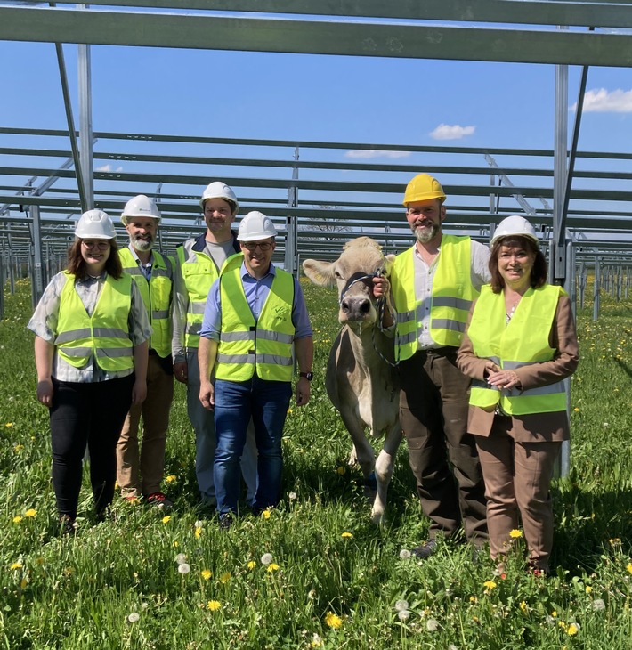 Solarstrom für die Produktion, Schatten für die Kühe: Nestlé baut Agri-Photovoltaik-Anlage am Werksstandort Biessenhofen
