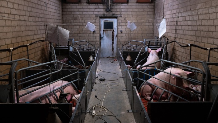 Tierquälerei auch für „Tierwohl“-Fleisch die Regel / ARIWA deckt 21 Schweineställe auf und stellt Strafanzeigen